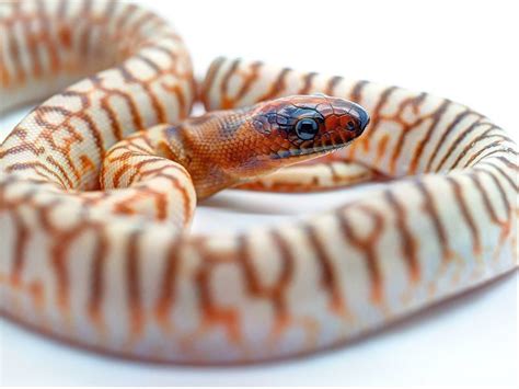 All Tail No Legs: Snake Blog : Photo | Snake, Animals beautiful ...