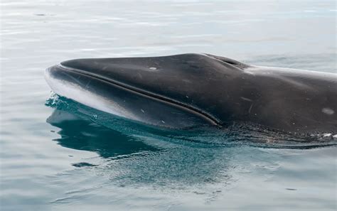 Südlicher Zwergwal (Balaenoptera bonaerensis) im Steckbrief - Merkmale, Vorkommen, Verhalten etc.