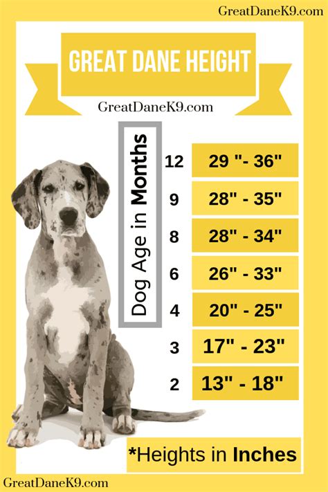 Great Dane Puppy Size : How Much Does A Great Dane Cost Great Dane Care ...