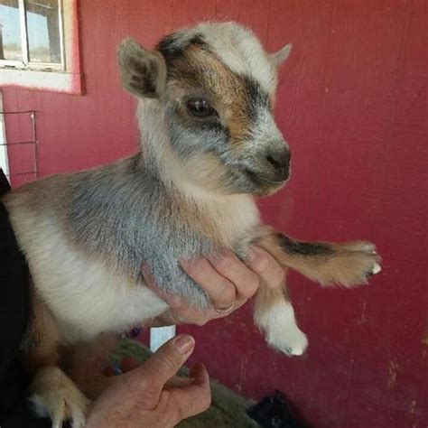 Nigerian Dwarf Goat & Mini Nubian Goats All Colors Arizona for Sale in Queen Creek, Arizona ...