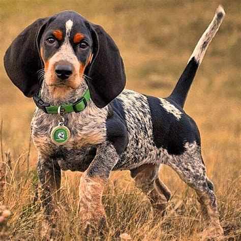 41 best Bluetick Coonhound images on Pinterest | Bluetick coonhound, Bloodhound and Blue tick beagle