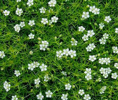 Irish Moss Pearlwort Sagina Subulata Seeds