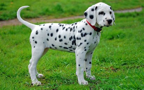 Dalmatian Puppies Breed information & Pictures