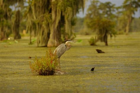 Atchafalaya Basin — Atchafalaya Basinkeeper