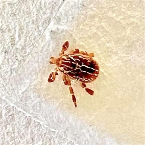 Gulf Coast Tick (Amblyomma maculatum) • TickSafety.com