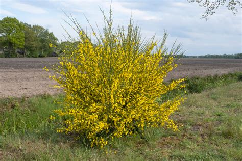 Broom Plant For Sale | Trees Direct