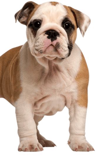 Olde English BullDogge - Training Course on Olde English BullDogge