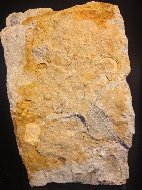 Permian Fossils of the Hunter Valley: Mulbring Quarry Fossils 2012