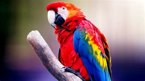 Macaw Parrot 4K Wallpaper - Dell Wallpapers (High Definition) | 100% Quality HD Desktop Wallpapers