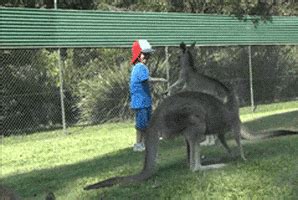 Kangaroo Kick GIFs - Find & Share on GIPHY