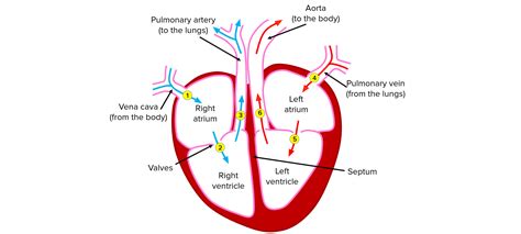 The Heart Questions and Revision | MME