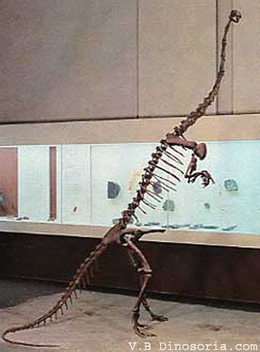 34 best images about Dinosauricon M :(Genus ) Massospondylus on Pinterest | Museum of nature ...