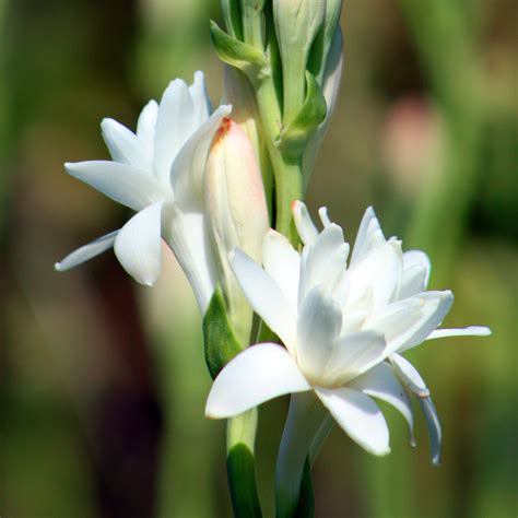 Tuberose Pink Sapphire | Double Pink Tuberose Bulb Clumps – Easy To Grow Bulbs