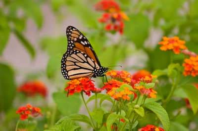 Butterfly Gardens | HowStuffWorks