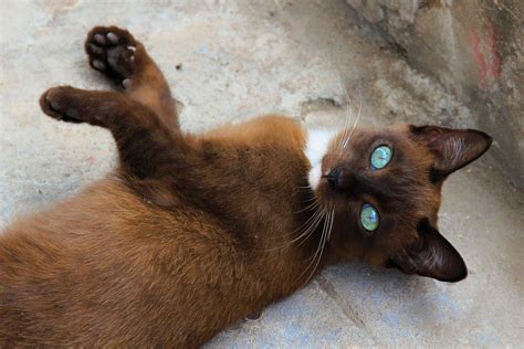 Another angle of the reposted Thai Temple Cat : r/cats