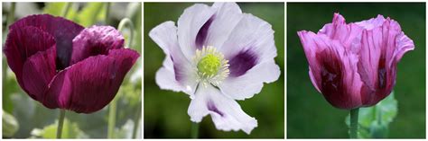 Papaver somniferum Collection | Shop - Country Garden UK