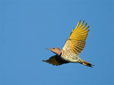 Where Do Northern Flickers Live? (Habitat + Distribution) | Birdfact