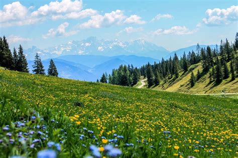 Pradera de montaña: [Características, Fauna, Flora y Temperatura]