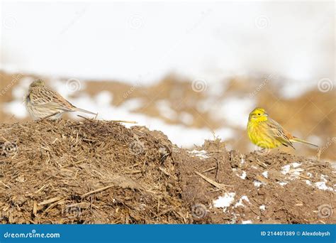 Yellowhammer stock image. Image of bird, feathers, natural - 214401389