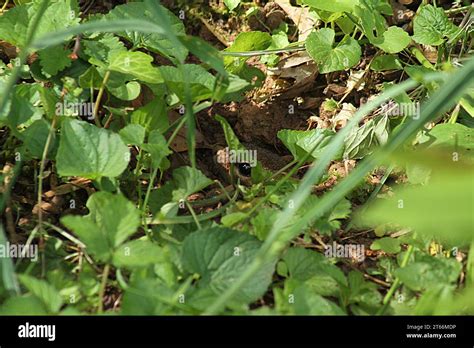 The head of an Eastern chipmunk at the entrance of its burrow in the ...