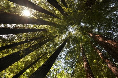 Santa Cruz Mountains - Naturalists At Large