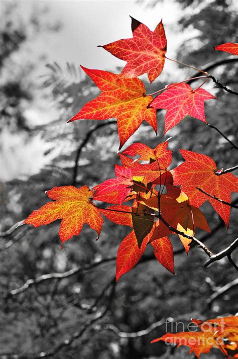 Autumn on Black and White Photograph by Kaye Menner - Pixels