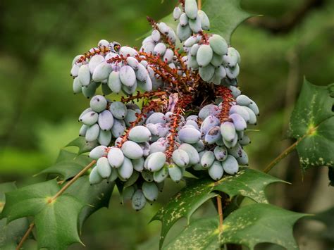 Mahonia berries | The poisonous berries of the invasive spec… | Flickr