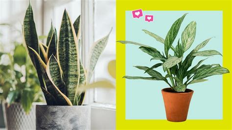 Air Purifying Indoor Plants