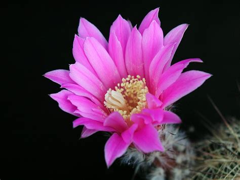 Free picture: cactus, flower, blooming