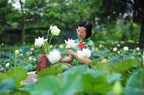 The Lotus - Vietnam’s National Flower - Diplomat magazine