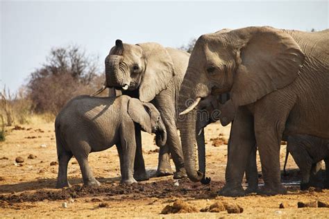 African Elephants, Loxodon Africana, Drinking Water at Waterhole Etosha ...