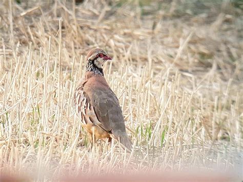 ML479154071 - Red-legged Partridge - Macaulay Library