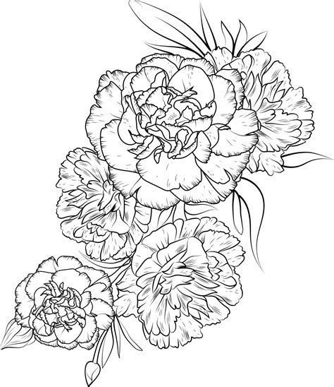 Carnation flower drawing, illustration sketch of hand-drawn flowers ...