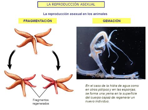 La Reproducción ASEXUAL de los ANIMALES ~ Con-CIENCIA