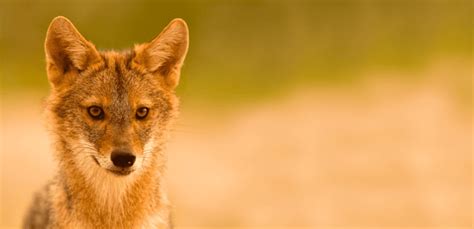 The Golden Jackal | Critter Science