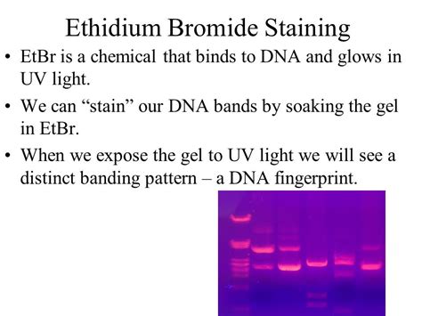 DNA Fingerprinting Techniques - ppt video online download