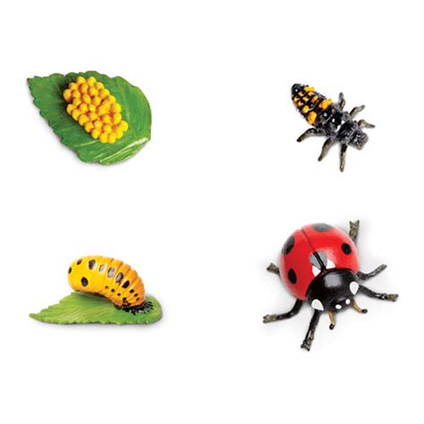 Stages Of A Ladybug Life Cycle