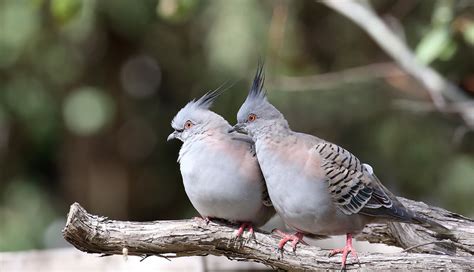 Crested Pigeon | Our Local Birds