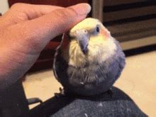 Cockatiel Discord Emojis - Cockatiel Emojis For Discord