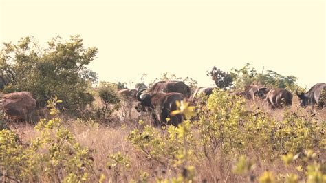 Premium stock video - African buffalo herd migrating in savannah grass ...