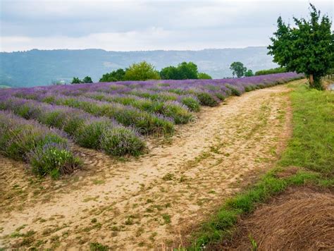 Lavender Fields stock image. Image of landscape, europe - 158779667