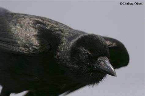 Tennessee Watchable Wildlife | Fish Crow - Habitat: 1