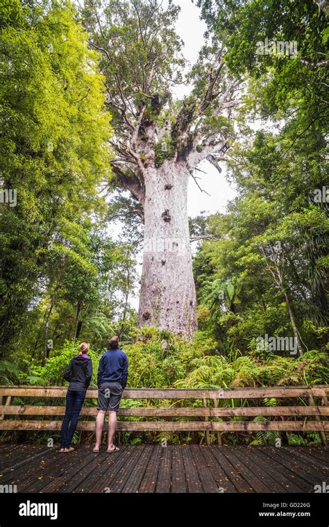 Tourists at Tane Mahuta, the largest Kauri Tree in New Zealand, at Stock Photo: 111298392 - Alamy