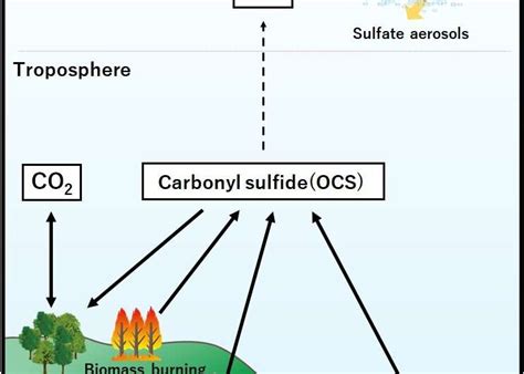 Scientists identify missing source of atmospheric carbonyl sulfide