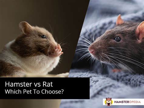 Hamster Vs. Rat: Which Pet To Choose? – Hamsteropedia