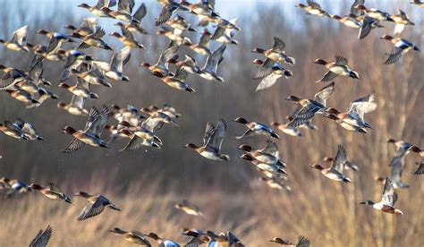 Saskatchewan - Where the Waterfowl Migration Begins | OutdoorHub