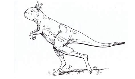 Giant prehistoric kangaroos walked, not hopped - Australian Geographic