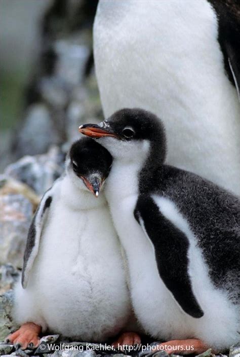 Gentoo penguin chicks — Photo Tours