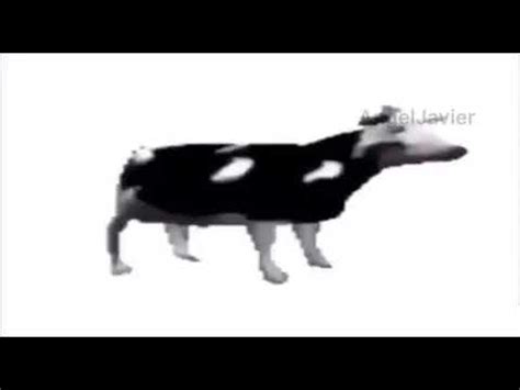 Dancing cow meme - YouTube