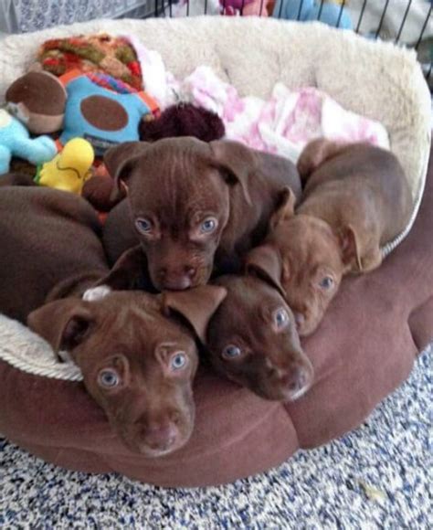 Chocolate Lab Pitbull Mix Puppy | Pitbull Puppies